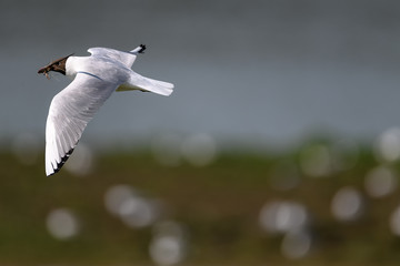 Black-headed gull flying