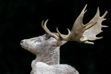 White deer with dark forest in background