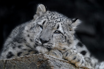snow leopard cub portrait