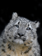snow leopard cub portrait