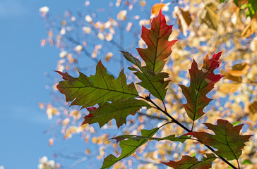 Fall Leaves and blue sky
