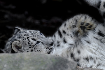 snow leopard cub portrait