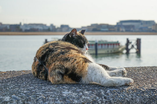 3 091 件の最適な 日向ぼっこ 画像 ストック写真 ベクター Adobe Stock
