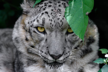 Snow leopard close up looking at the camera