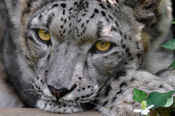 Dreamy snow leopard close up