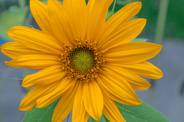 yellow sunflower on green background