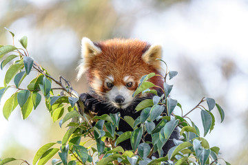 Red panda close up