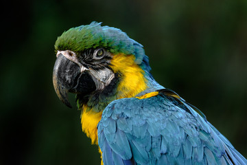 Macaw close up