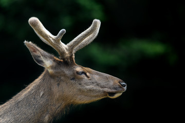 wapiti portrait with new growing antlers