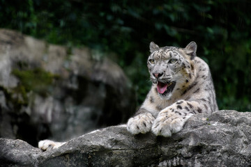 Obraz na płótnie Canvas Dreamy snow leopard close up