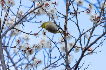 梅の蜜を吸うメジロ