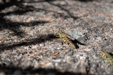 grasshopper on rock