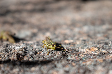grasshopper on rock