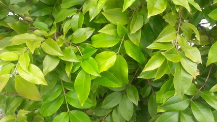 Fototapeta na wymiar green leaves in te garden