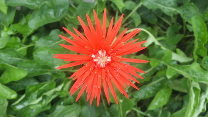 gerbera flower in the garden