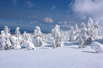 Yamagata frozen forest with snow monsters (frozen trees called juhyo)