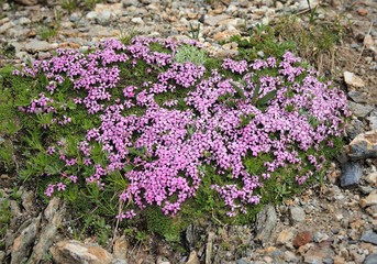 ツール･ド･モンブラン