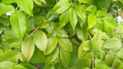 green leaves in te garden