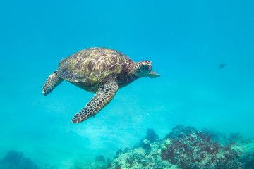 Obraz na płótnie Canvas Green Turtle, Oahu Hawaii