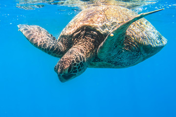 Green Turtle, Oahu Hawaii