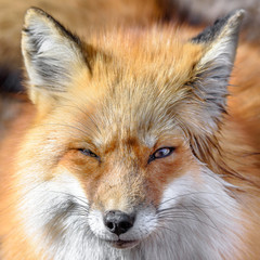 Japanese red fox close up