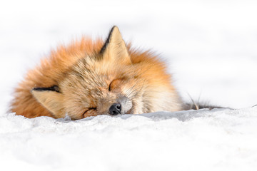 Japanese red fox sleeping in the snow