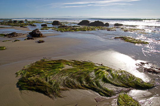 Seaweed on the beach near Goleta, California