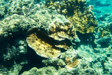 Fototapeta na wymiar Underwater Paradise, Big Island Hawaii