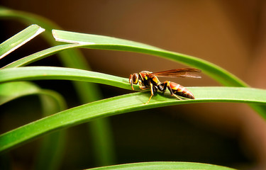 Wasp drinking water in a leaf