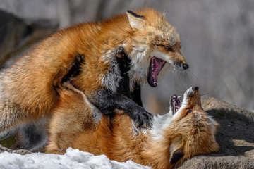 Japanese red fox fighting in the snow - 321759998