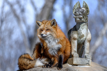 Japanese red fox resting on a rock with inari statue of shinto shrine in background - obrazy, fototapety, plakaty
