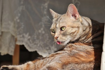 日差しの下で毛繕いする猫アメリカンショートヘアー