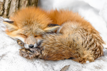 Japanese red fox sleeping in the snow - 321760156