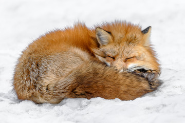 Japanese red fox sleeping in the snow - 321760184