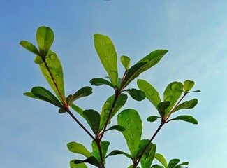 Beautiful Leaf under the sun light