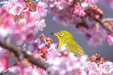 green and yellow bird Japanese zosterops in cherry bloom (white eyes)