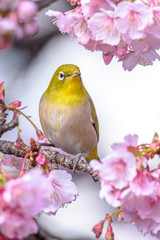 green and yellow bird Japanese zosterops in cherry bloom (white eyes)