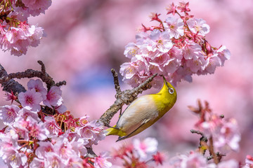 green and yellow bird Japanese zosterops in cherry bloom (white eyes)