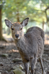 young female sika deer close up with forest in back ground