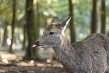 female sika deer tongue out close up with forest in background