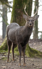 young male sika deer close up with forest in background