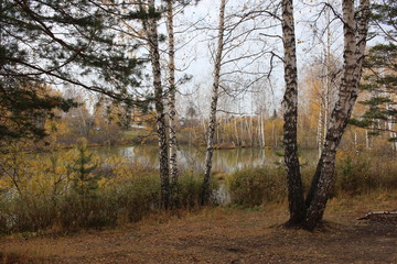 autumn forest picturesque natural landscape with trees dried grass by the lake