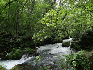 Obraz premium 奥入瀬渓流