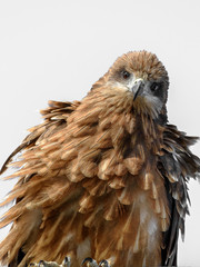 Black kite close up