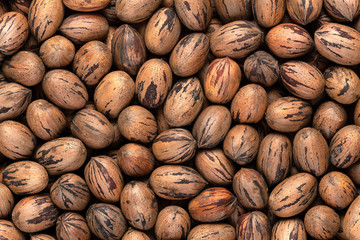 Pecan Nuts in Hard Shell Background Texture