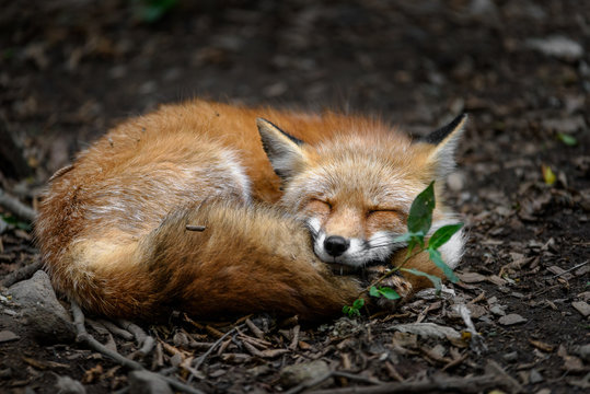 Sleeping Japanese Red Fox Close Up