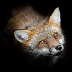 Japanese red fox close up - 321761706