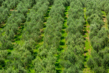 Fototapeta na wymiar Olive Tree Plantation - Aerial View