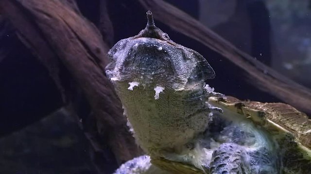 A beautifully unique Mata Mata turtle swimming underwater in an aquarium - slow motion