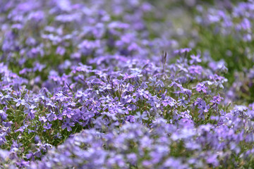 purple flower field